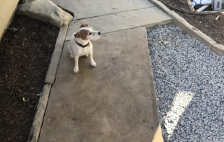 landscape-edging-img-4